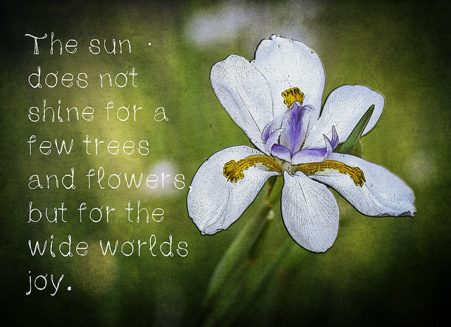 34346932775_1295ae2169_z