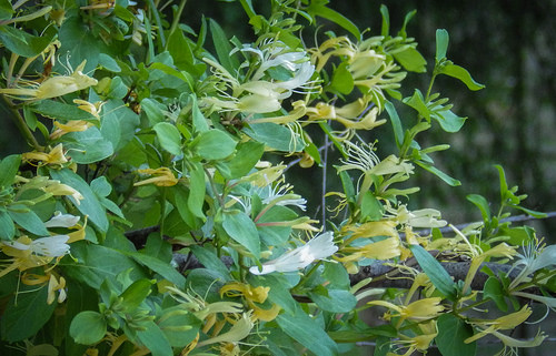 33876566703_98d75b263d