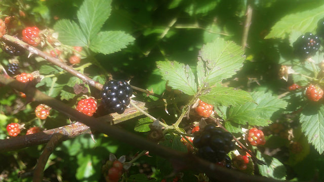 34654148384_e6cf284bee_z